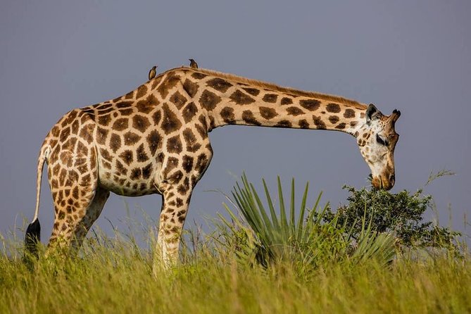 2 Days Popular Safari to Lake Mburo National Park - Lunch in Masaka and the road to the park
