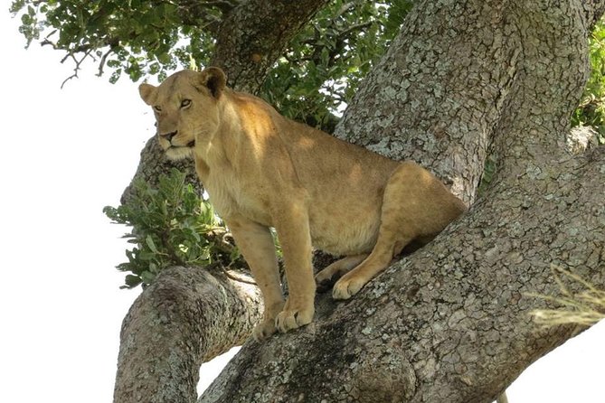 2 Days Popular Safari to Lake Mburo National Park - The first game drive through Nshara Gate