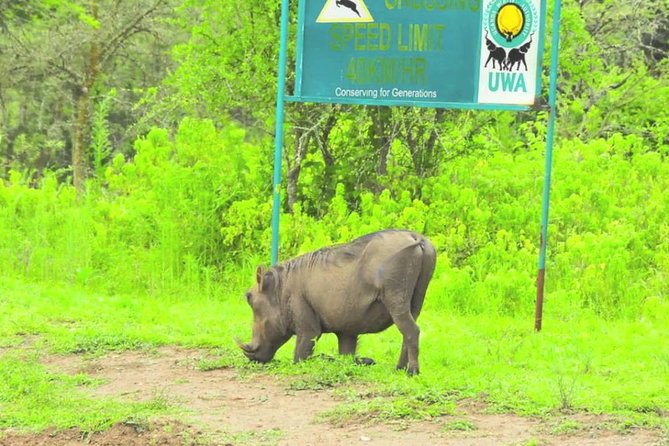 2 Days Popular Safari to Lake Mburo National Park - The early morning drive on day two