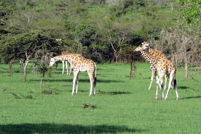 2 Days Popular Safari to Lake Mburo National Park - Mpambire Drum Village and the Equator at Kayabwe