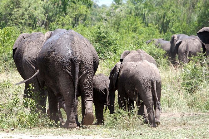 2 Days Safari To Queen Elizabeth National Park with Cruise - The long return through Mpambire