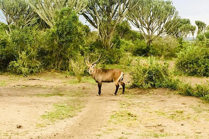 2 Days Safari To Queen Elizabeth National Park with Cruise - Timing, booking, and cancellation details
