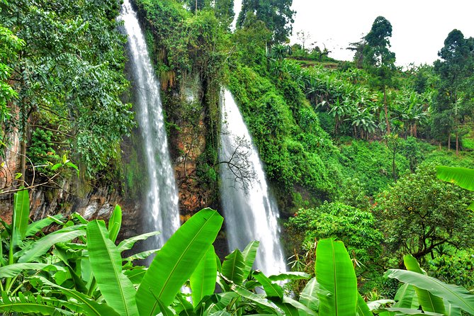 2 Sipi Falls hike and Coffee Tour Experience - A coffee tour that ends with a real cup