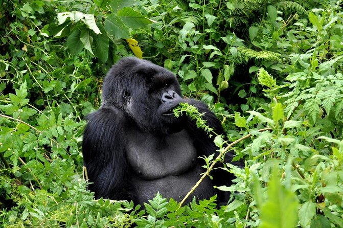 25 day uganda Rwanda kenya and Tanzania safari Zanzibar inclusive - Key points before you book