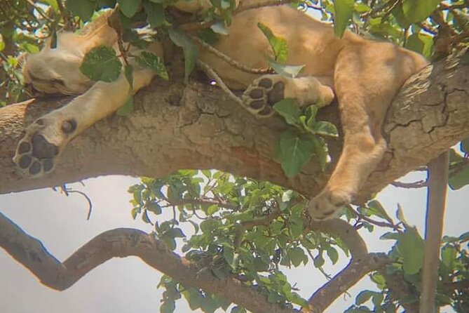25 day uganda Rwanda kenya and Tanzania safari Zanzibar inclusive - Kenya begins with Kilimanjaro views
