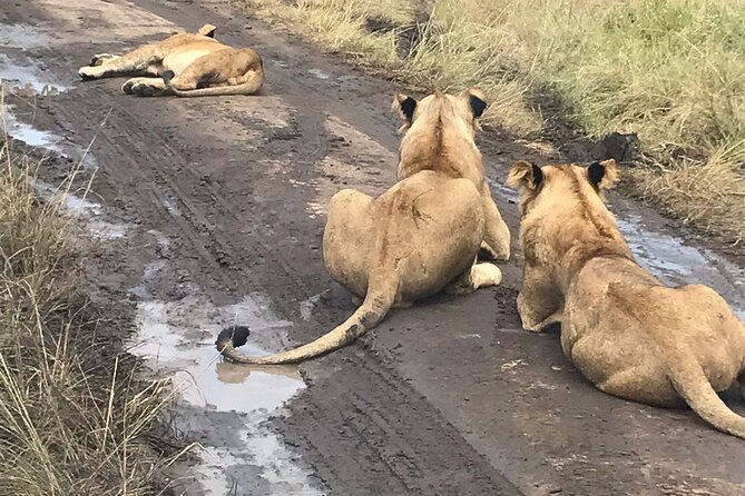 25 day uganda Rwanda kenya and Tanzania safari Zanzibar inclusive - Three days in the Masai Mara
