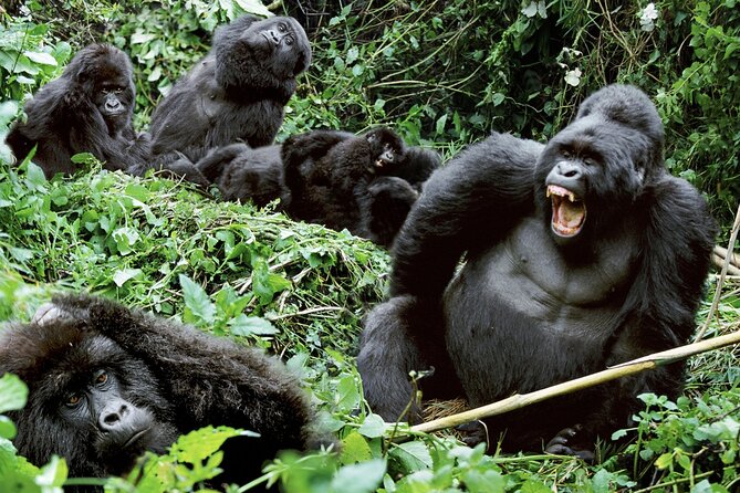 3-Day Climax Guided Gorilla Trekking Mist and Batwa Safari - Day 1: Kampala to Bwindi by way of the Equator