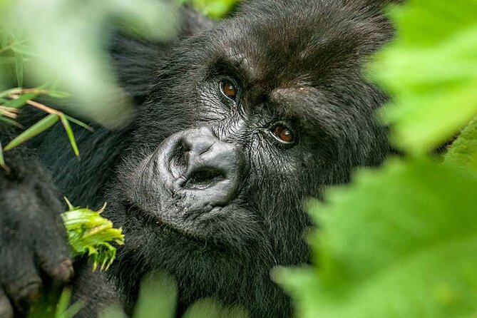 3-Day Climax Guided Gorilla Trekking Mist and Batwa Safari - The Batwa question deserves a clear answer