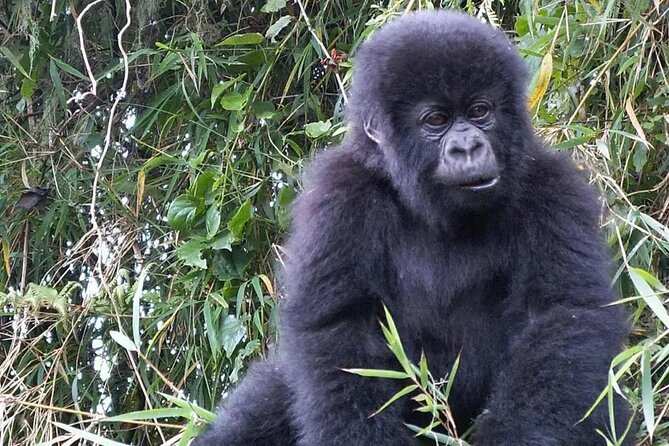 3-Day Climax Guided Gorilla Trekking Mist and Batwa Safari - Day 2: The gorilla trek begins at the park gate