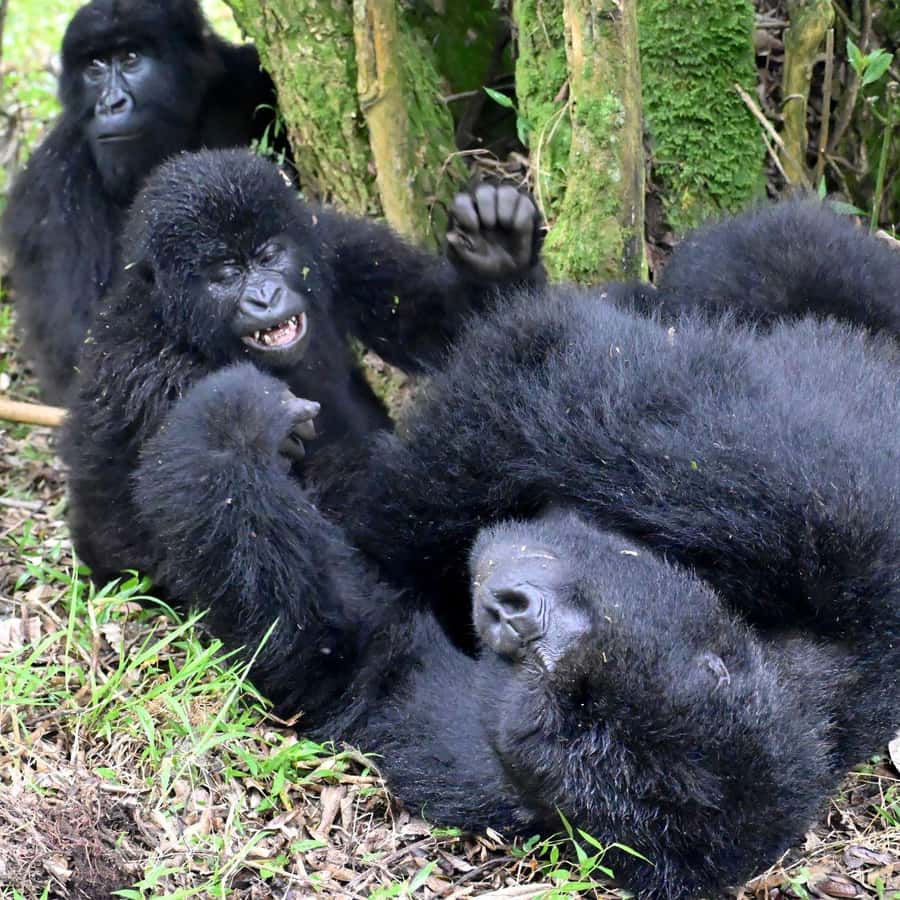3-Day Gorilla Experience In Uganda - Why the gorilla encounter is worth the effort