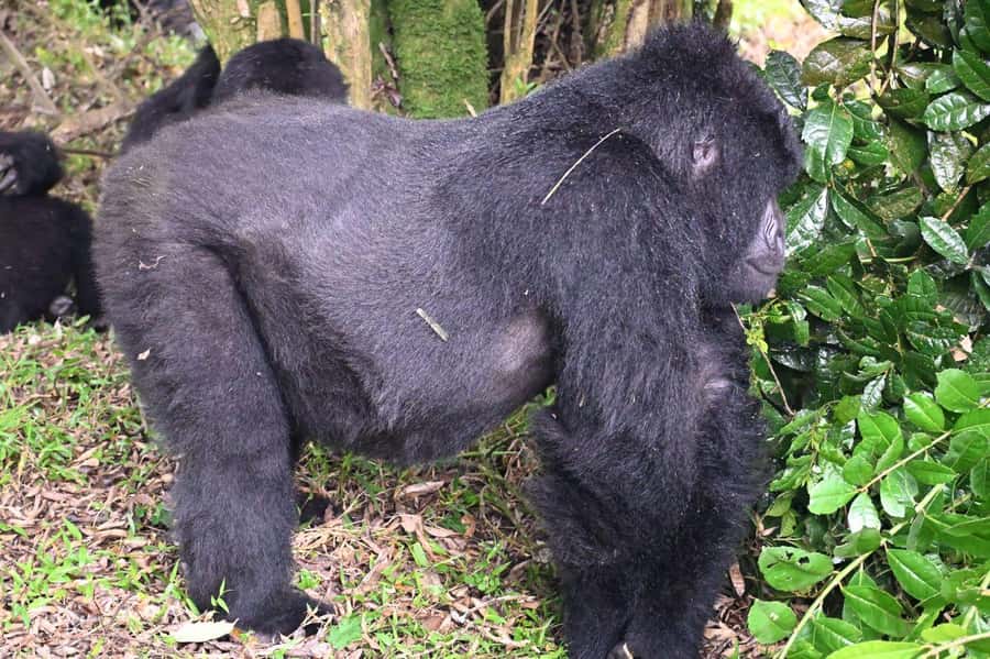 3-Day Gorilla Experience In Uganda - Day one: Kigali is the easier gateway to Bwindi