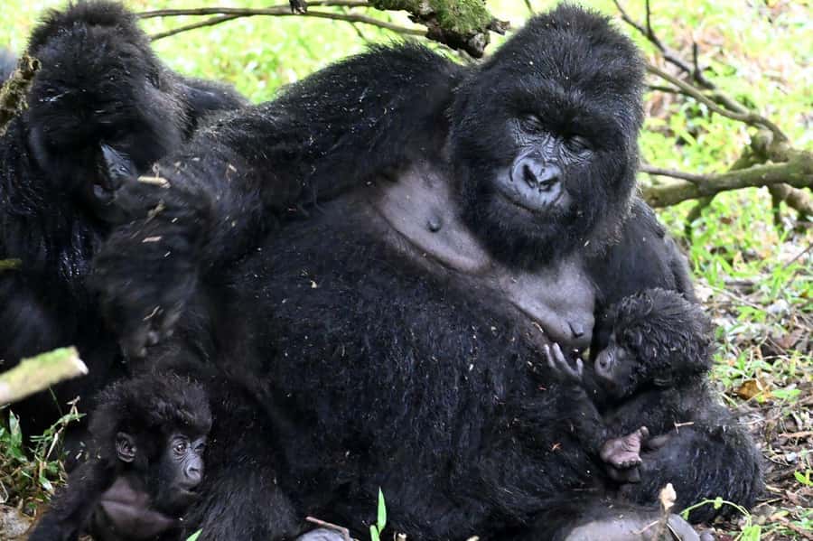 3-Day Gorilla Experience In Uganda - Day two: gorillas first, Lake Bunyonyi later