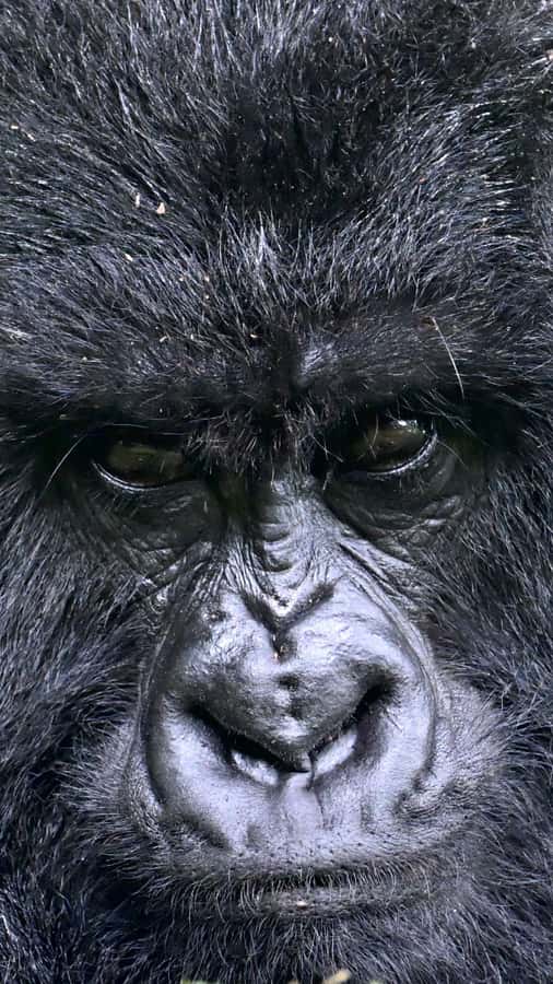 3-Day Gorilla Experience In Uganda - Should you book it?