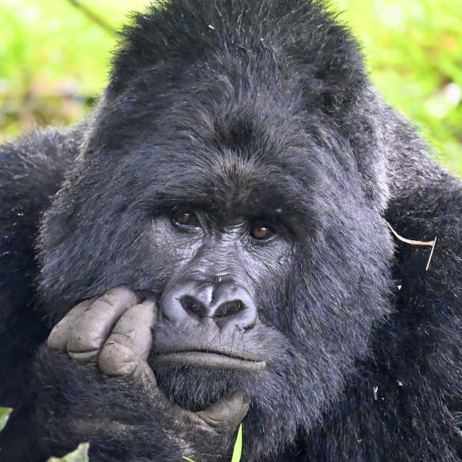 3-Day Gorilla Experience In Uganda - Preparing for Bwindi’s forest trail