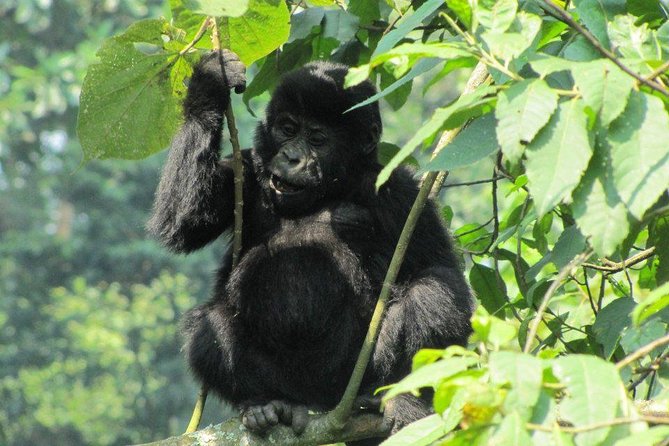 3-Day Gorilla Trekking Budget Safari in Uganda - Why this three-day safari works