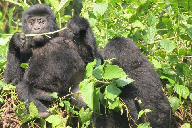 3-Day Gorilla Trekking Budget Safari in Uganda - Optional activities if your schedule gives you room