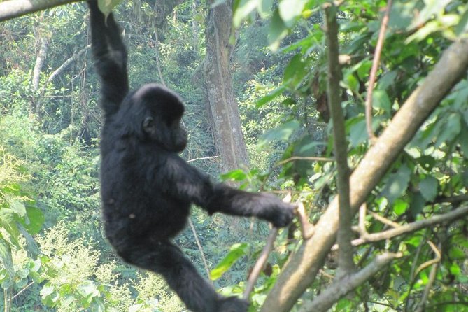 3-Day Gorilla Trekking Budget Safari in Uganda - Day 1: From Entebbe to Bwindi in eight or nine hours