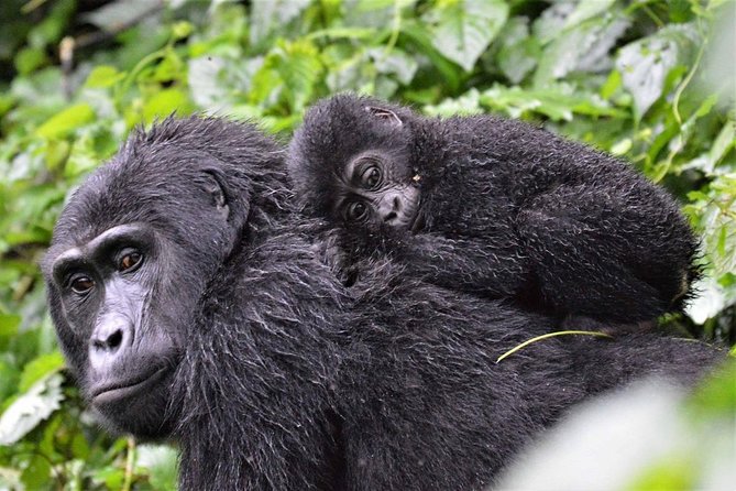 3-Day Gorilla Trekking Bunyonyi Mist Relaxation Safari - Day one: Entebbe to Bwindi by road