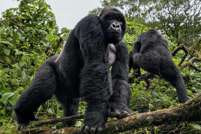 3-Day Gorilla Trekking Bunyonyi Mist Relaxation Safari - Day three: Lake Bunyonyi and the return to Entebbe