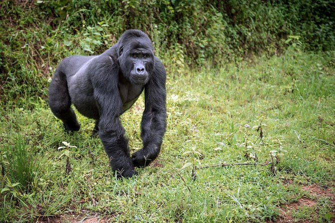 3-Day Gorilla Trekking Bunyonyi Mist Relaxation Safari - Comfort, communication, and practical planning