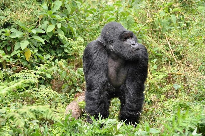 3-Day Gorilla Trekking Bunyonyi Mist Relaxation Safari - Who will enjoy this safari most