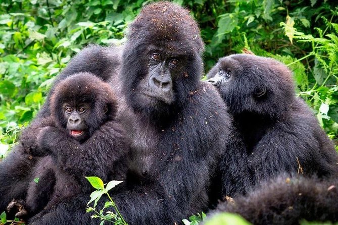 3-Day Gorilla Trekking Bunyonyi Mist Relaxation Safari - Day two: the forest trek and one hour with gorillas
