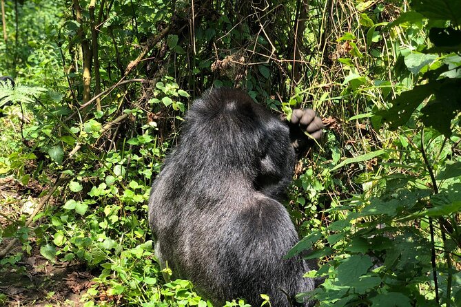 3 Day Gorilla Trekking Luxury Safari in Uganda - Day 1: From Entebbe at dawn to Bwindi
