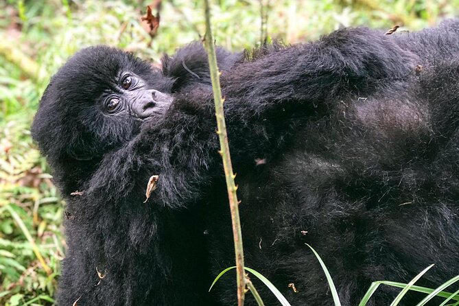 3 Day Gorilla Trekking Luxury Safari in Uganda - Fitness, clothing, and the shape of the trek