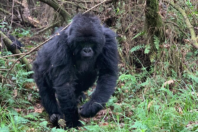 3 Day Gorilla Trekking Luxury Safari in Uganda - Communication and support before departure