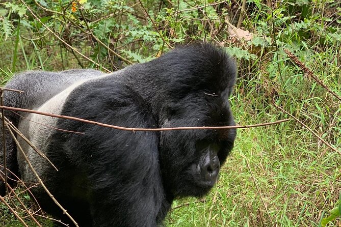 3 Day Gorilla Trekking Luxury Safari in Uganda - Day 2: Meeting a gorilla family in Bwindi