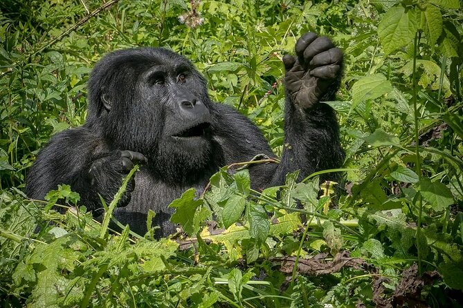 3-Day Gorilla Trekking safari in Bwindi Impenetrable Forest - Day three: a slow morning, then the road back to Entebbe