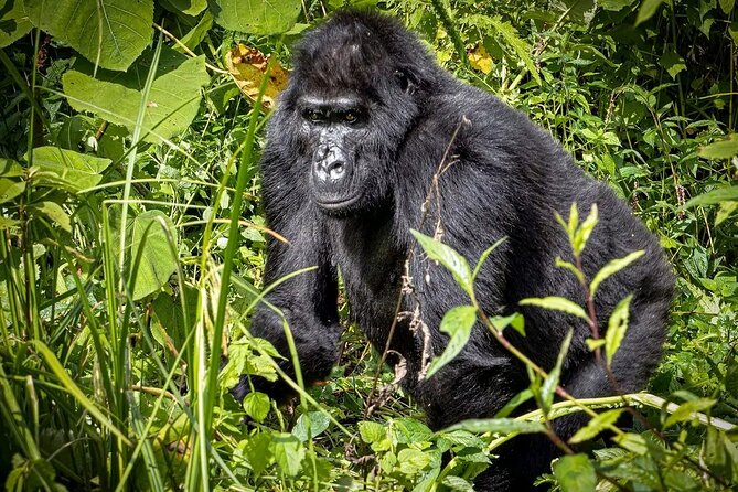 3-Day Gorilla Trekking safari in Bwindi Impenetrable Forest - Meals, lodging, and what to confirm