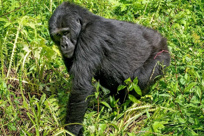 3-Day Gorilla Trekking safari in Bwindi Impenetrable Forest - Who should choose this three-day trip?