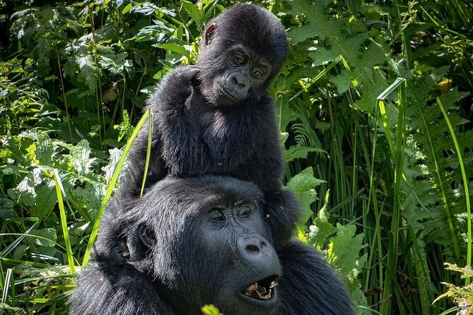 3-Day Gorilla Trekking safari in Bwindi Impenetrable Forest - Booking timing and cancellation details