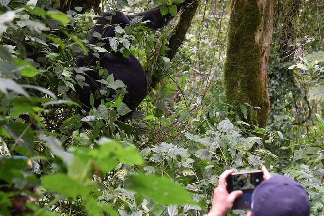 3-Day Gorilla Trekking safari in Bwindi Impenetrable Forest - Day two: the gorilla trek and Lake Bunyonyi