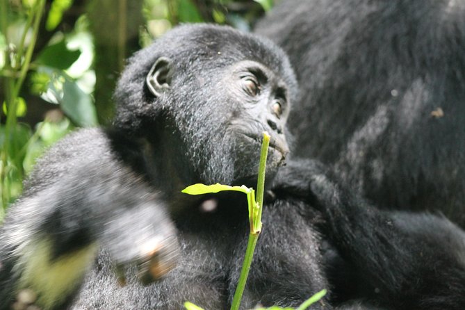 3-Day Gorillas trekking and Batwa Experience - Why Bwindi Makes This Trip Special