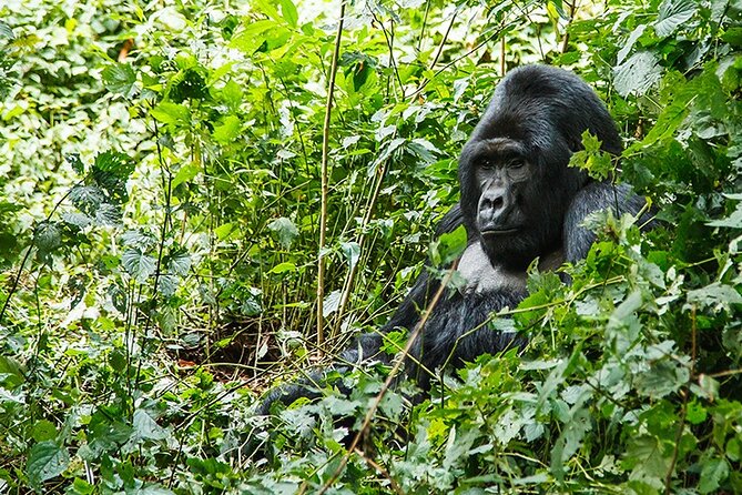 3-Day Gorillas trekking and Batwa Experience - Day 2: Eight Hours in Bwindi Forest