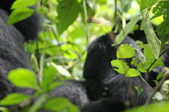 3-Day Gorillas trekking and Batwa Experience - Day 3: Returning to Kampala