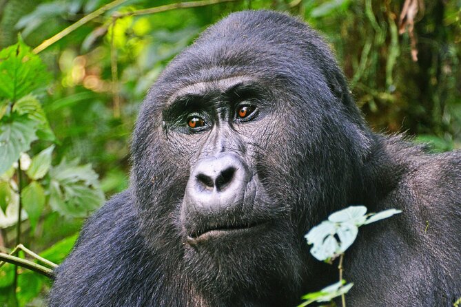 3 Day Guided Gorilla Tracking Safari At Bwindi National Park - Key points to know before booking