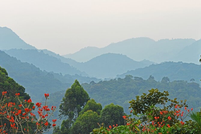 3 Day Guided Gorilla Tracking Safari At Bwindi National Park - Why Bwindi gorilla tracking is worth the effort