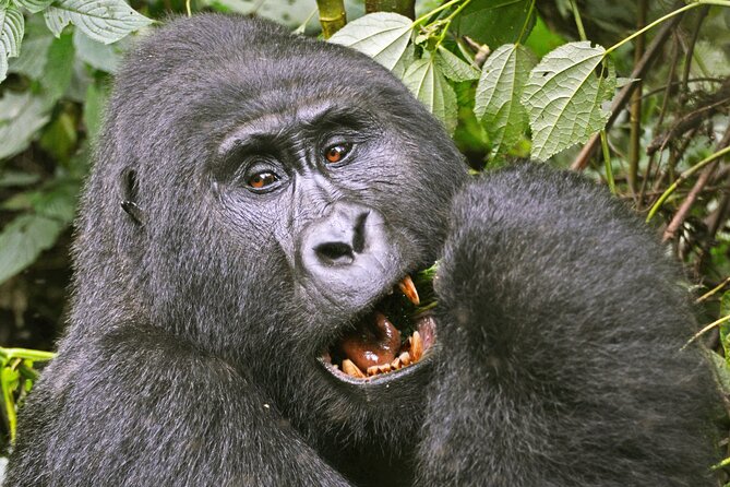 3 Day Guided Gorilla Tracking Safari At Bwindi National Park - Day two: the ranger briefing and forest search