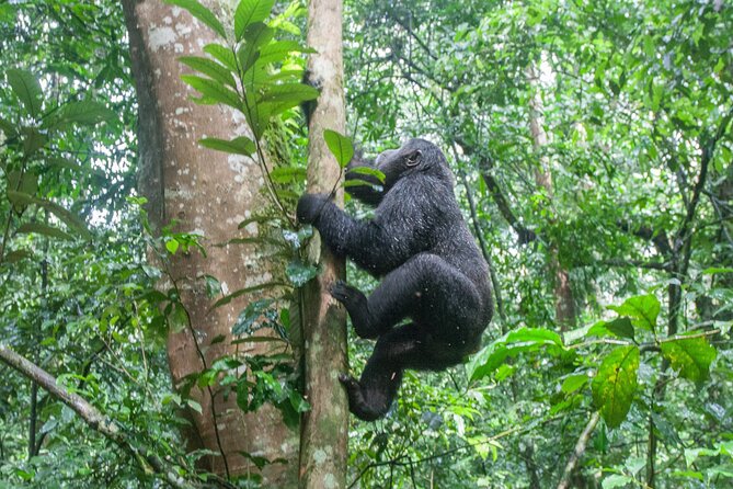 3 Day Guided Gorilla Tracking Safari At Bwindi National Park - Day three: the return drive and equator stop
