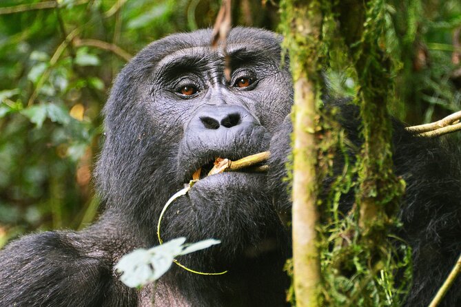 3 Day Guided Gorilla Tracking Safari At Bwindi National Park - Should you book this Bwindi safari?