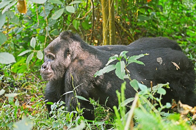 3 Day Guided Gorilla Tracking Safari At Bwindi National Park - Day one: the long road to Rushaga
