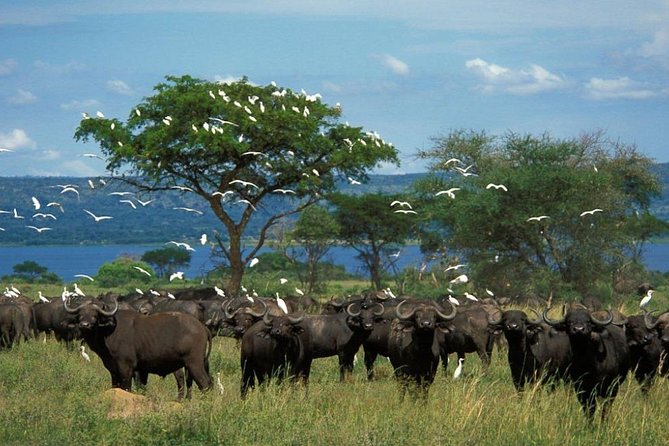 3-Day Mind Refreshing in Murchison Falls National Park - The Nile Cruise to the Base of Murchison Falls