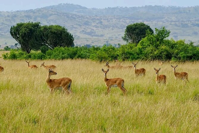 3 Day Murchison Falls' BIG 5 and Wildlife viewing Safari - Day 3: Seven hours back through Budongo Forest