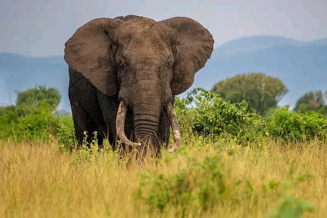 3 Day Murchison Falls' BIG 5 and Wildlife viewing Safari - What the $1,000 price includes