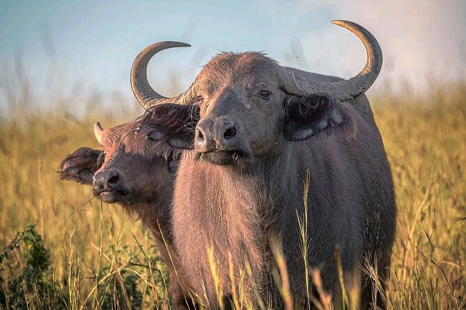 3 Day Murchison Falls' BIG 5 and Wildlife viewing Safari - Practical details that affect the decision