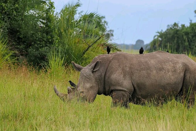 3 Day Murchison Falls' BIG 5 and Wildlife viewing Safari - Day 1: Ziwa rhinos and the first view of the falls