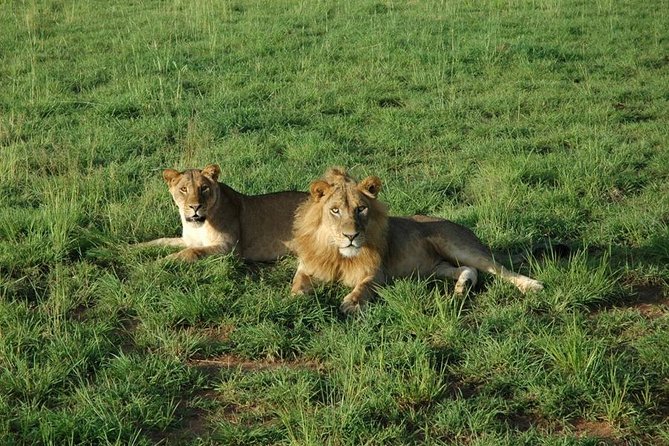 3-Day Murchison Falls National Park - Adventure Safari - A half-day primate walk in Kaniyo Pabidi